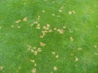 Dollar Spot Fungus Example