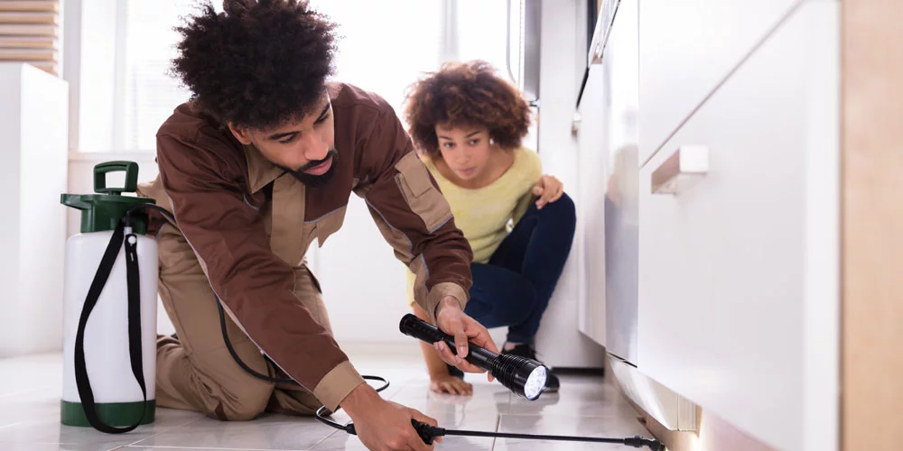 Common Pests in Sarasota, FL Southern Greens Pest Control