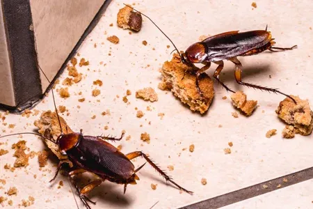cockroaches in kitchen