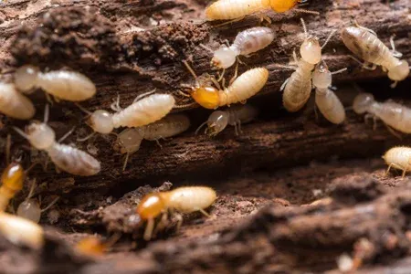 termites