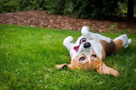 dog rolling around on grass