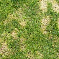 dollar spot