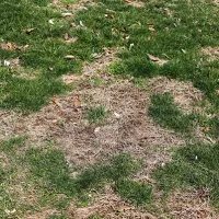 grub damage to grass