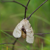 gypsy moths