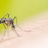 mosquito landing on a person's arm