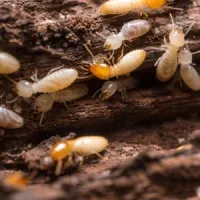 termites