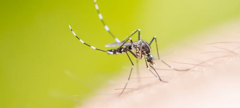 mosquito landing on a person's arm