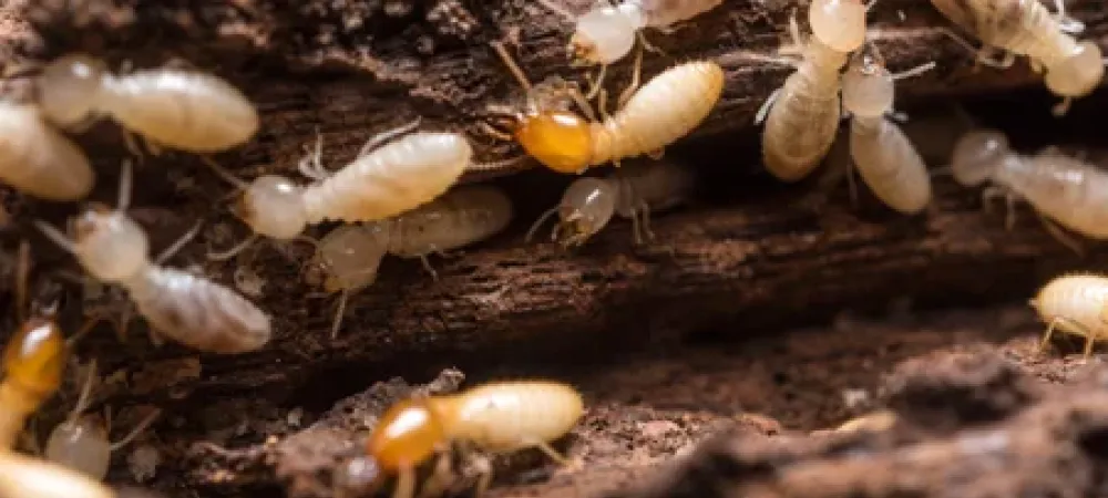 termites