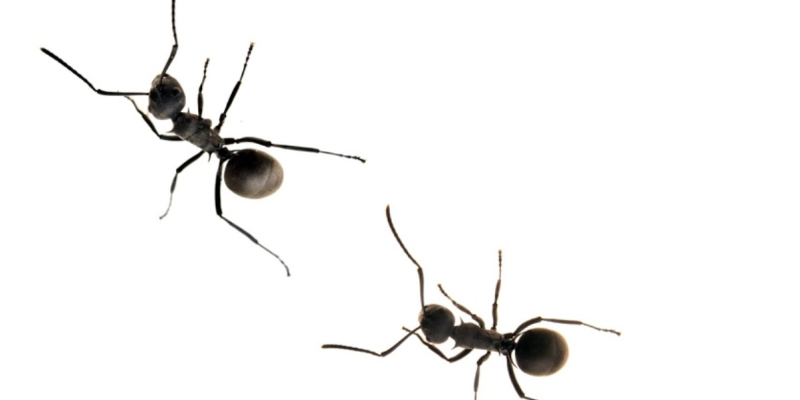 3 acrobat ants