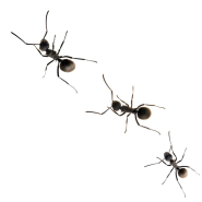3 acrobat ants
