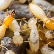 termites in sarasota