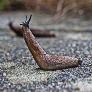 slug on the ground