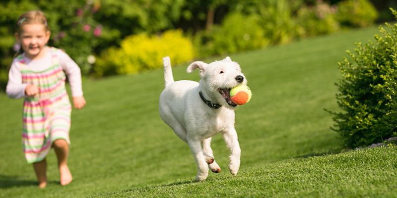 girl runs with white dog through green grass